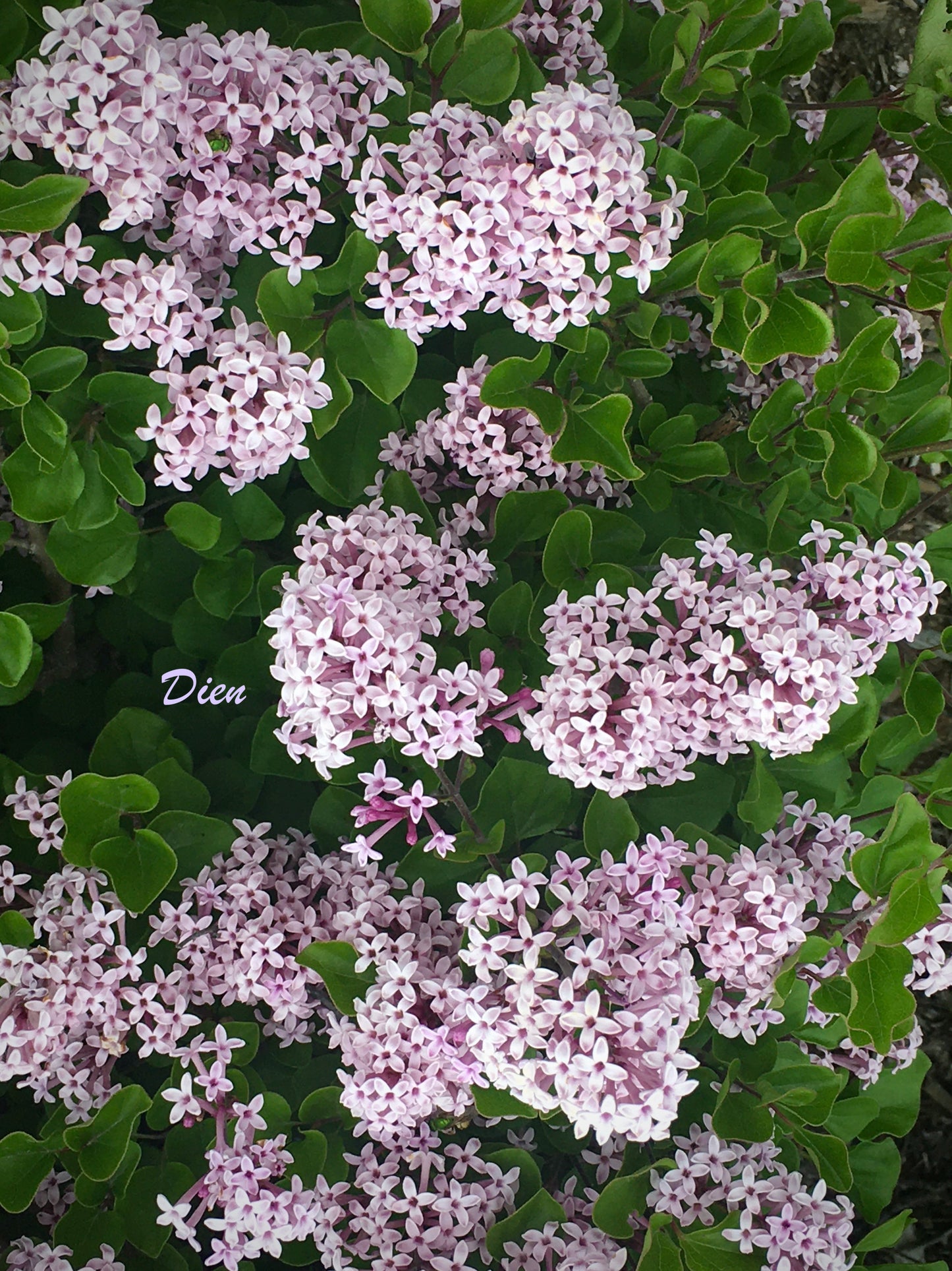PF10067