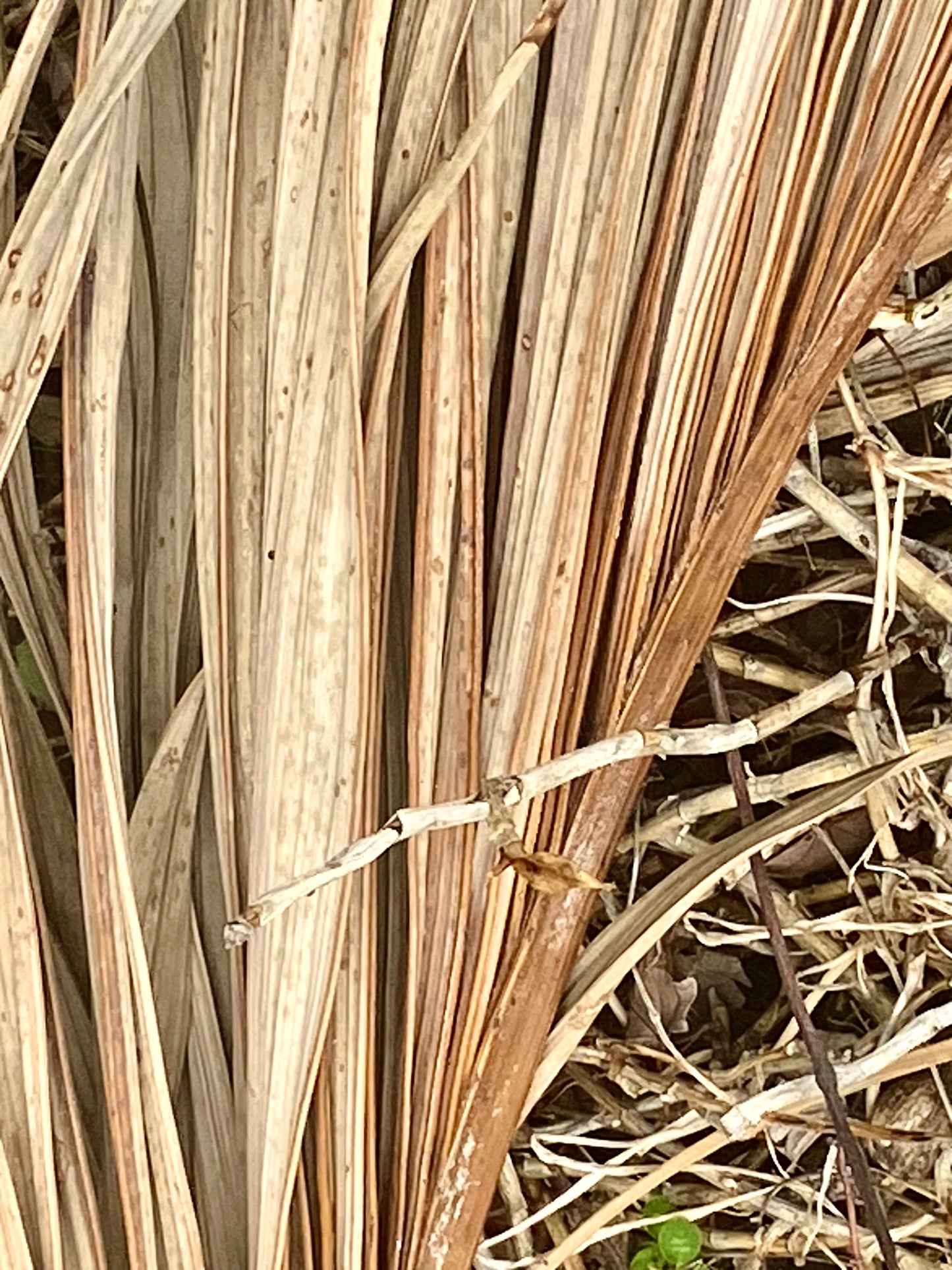 AE10038