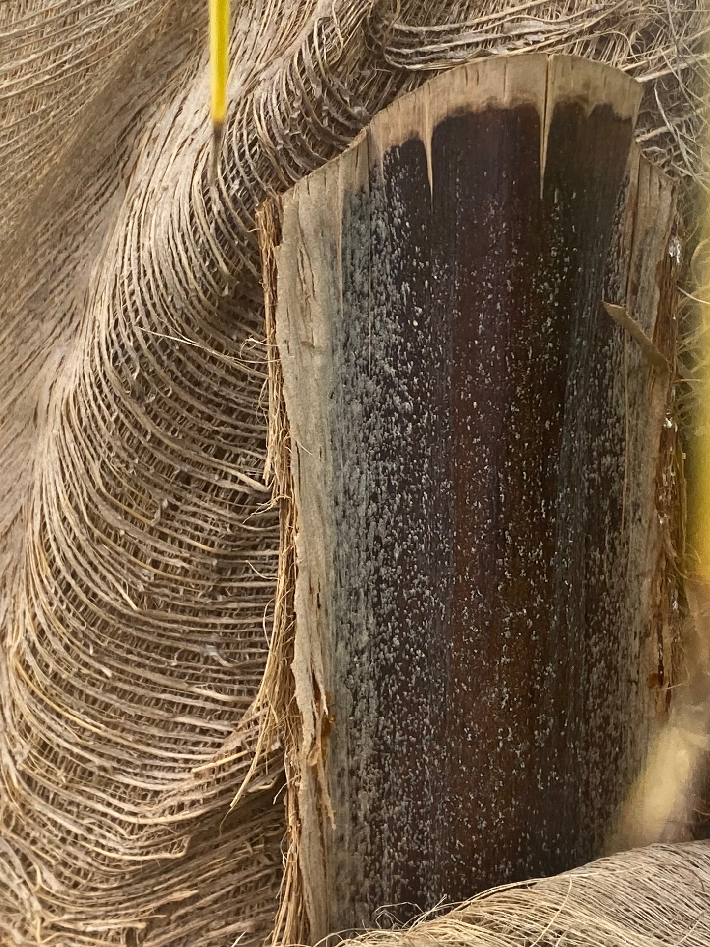 AE10026