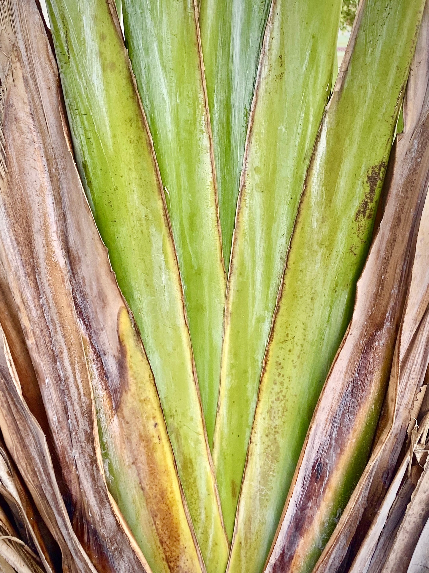AE10095
