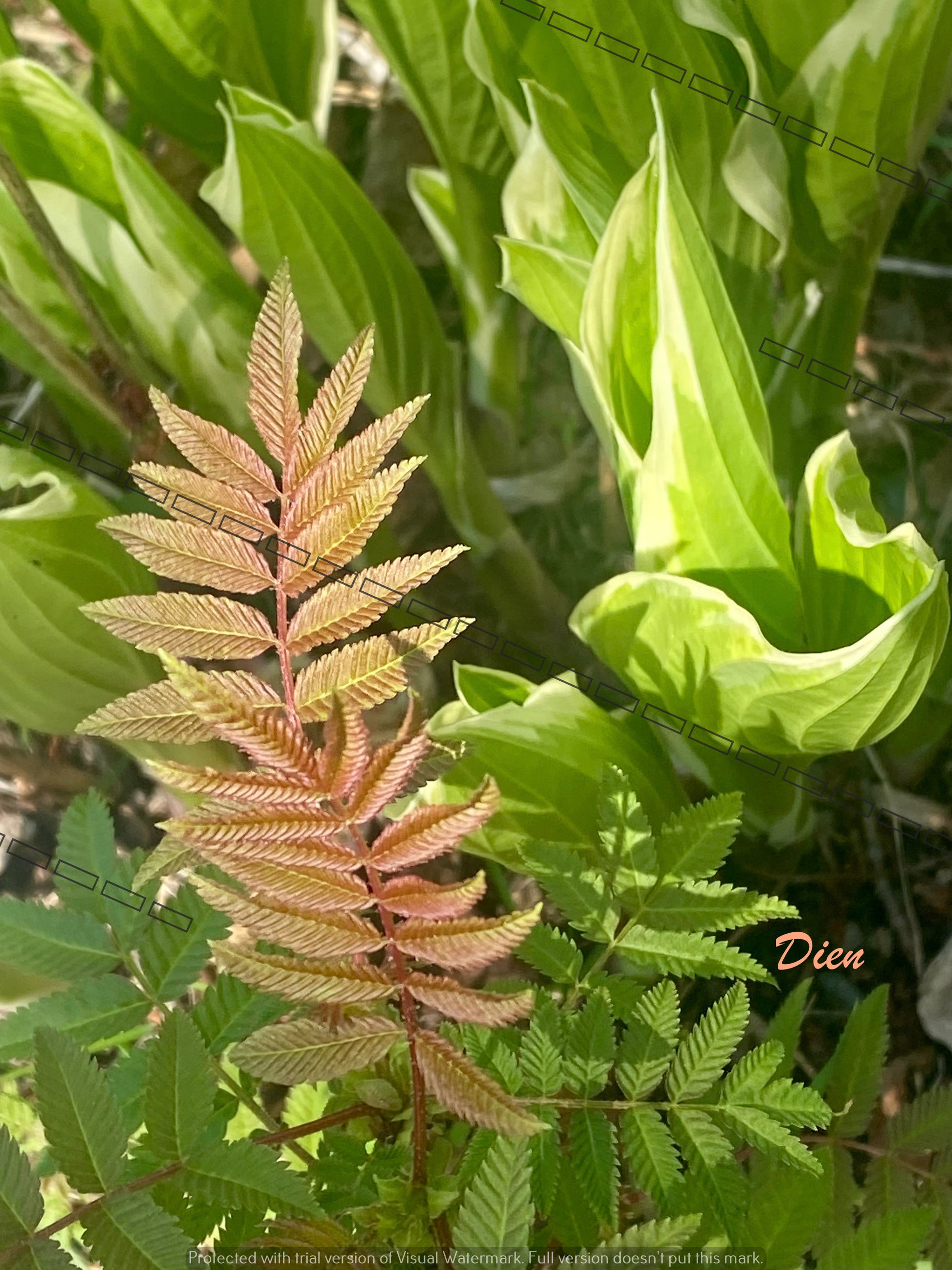 Photo unique verdure fond de osta | Bo Z'arts