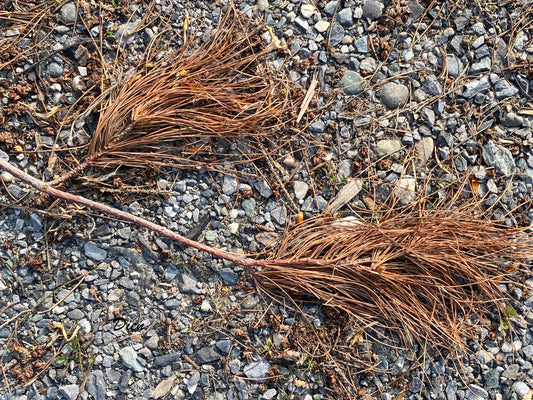 Branche morte de pin de couleur rouille sur un fond de petites roches grises, beau contraste !