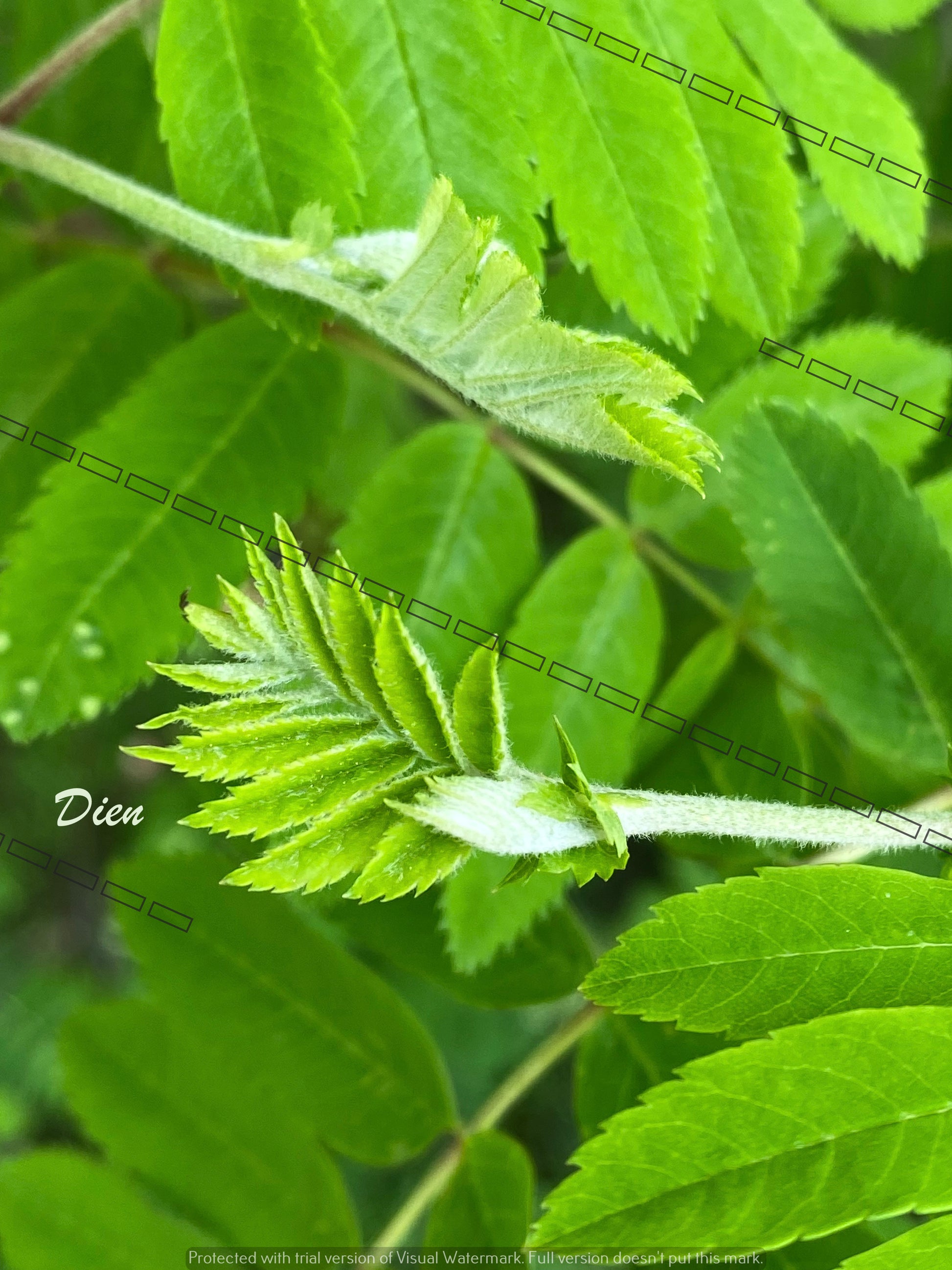 Photo Zoom sur la naissance d'une feuille | Bo Z'arts