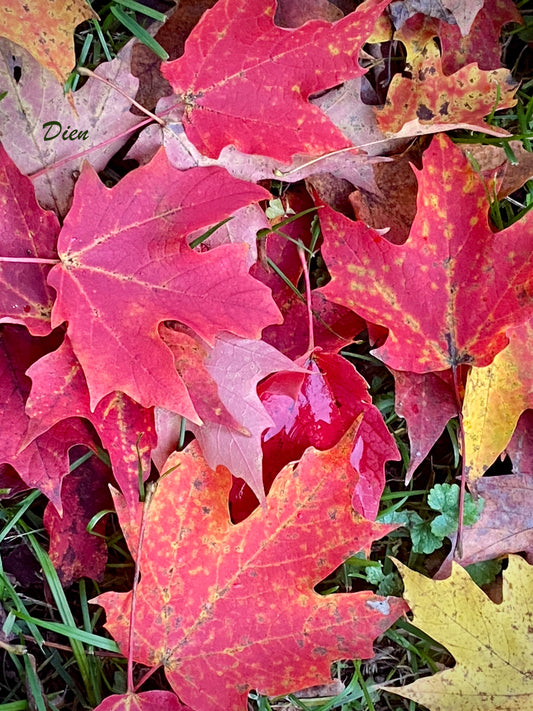 Photo Feuilles d'automne québécois | Bo Z'arts