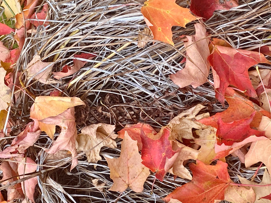 Des feuilles d'érable très colorées, rouge, orangée et jaune, sur un fond de brindilles beige pâle avec une touche rouille...