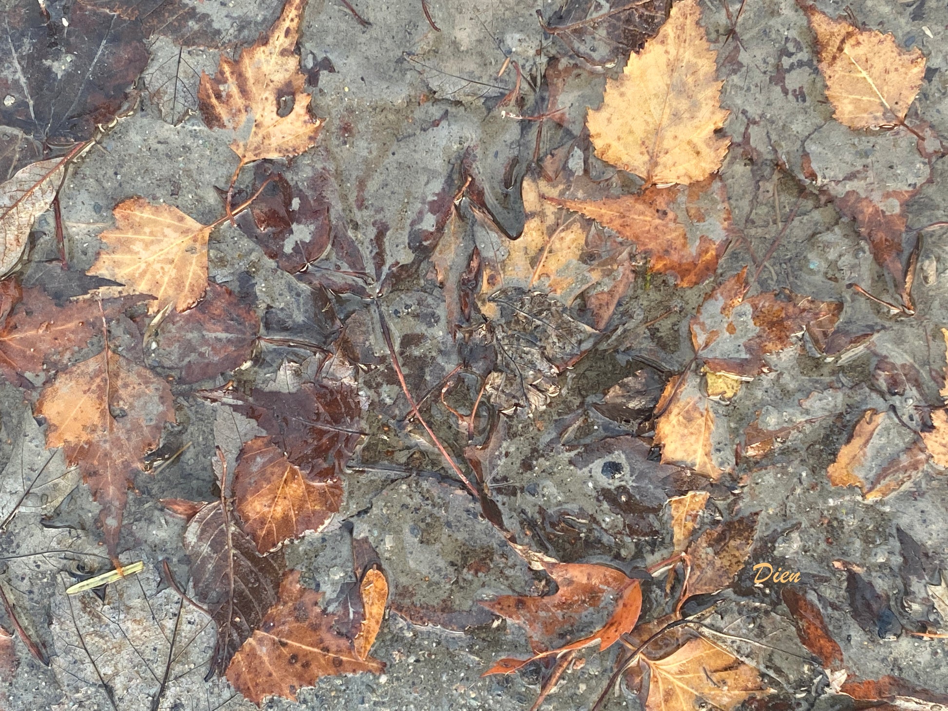 J'adore cette photo prise après la pluie, des feuilles mouillées dont les couleurs chaudes ressortent sur un fond gris !