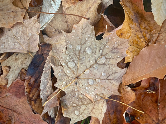 Photo magnifique, feuilles d'automne aux teintes riches parsemées de gouttes d'eau de pluie