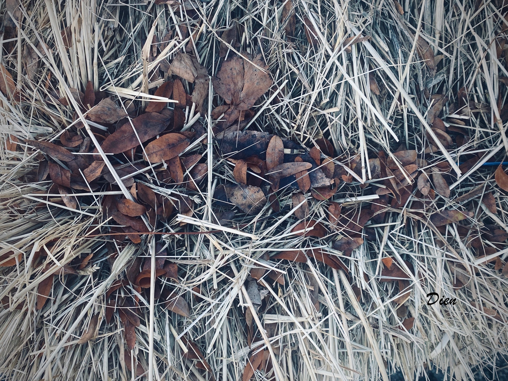 Petites feuilles rouilles ovales sur des brindilles très droites de couleurs crème. Effet naturel mais aussi abstrait !