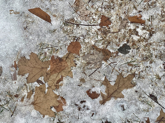 De très belles feuilles de chêne sur un fond de première neige: Teintes de rouilles et ocres sur fond blanc...Wow !