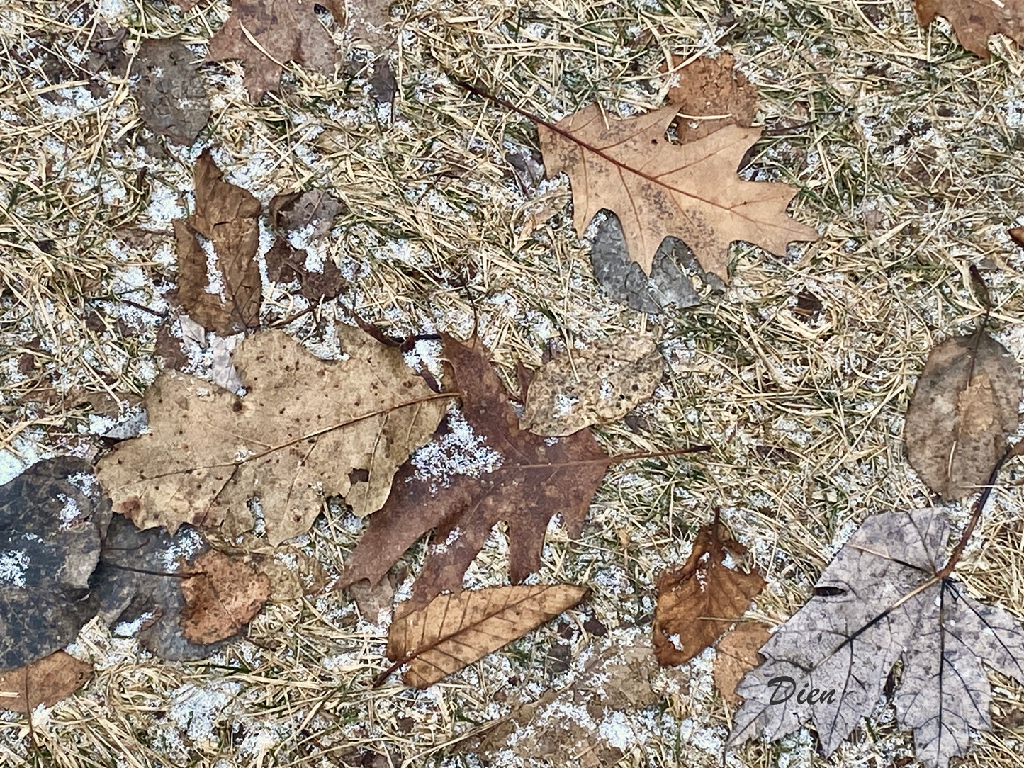 De magnifiques feuilles de chêne et autres sur un sol gelé laissant voir le gazon séché jaune pâle