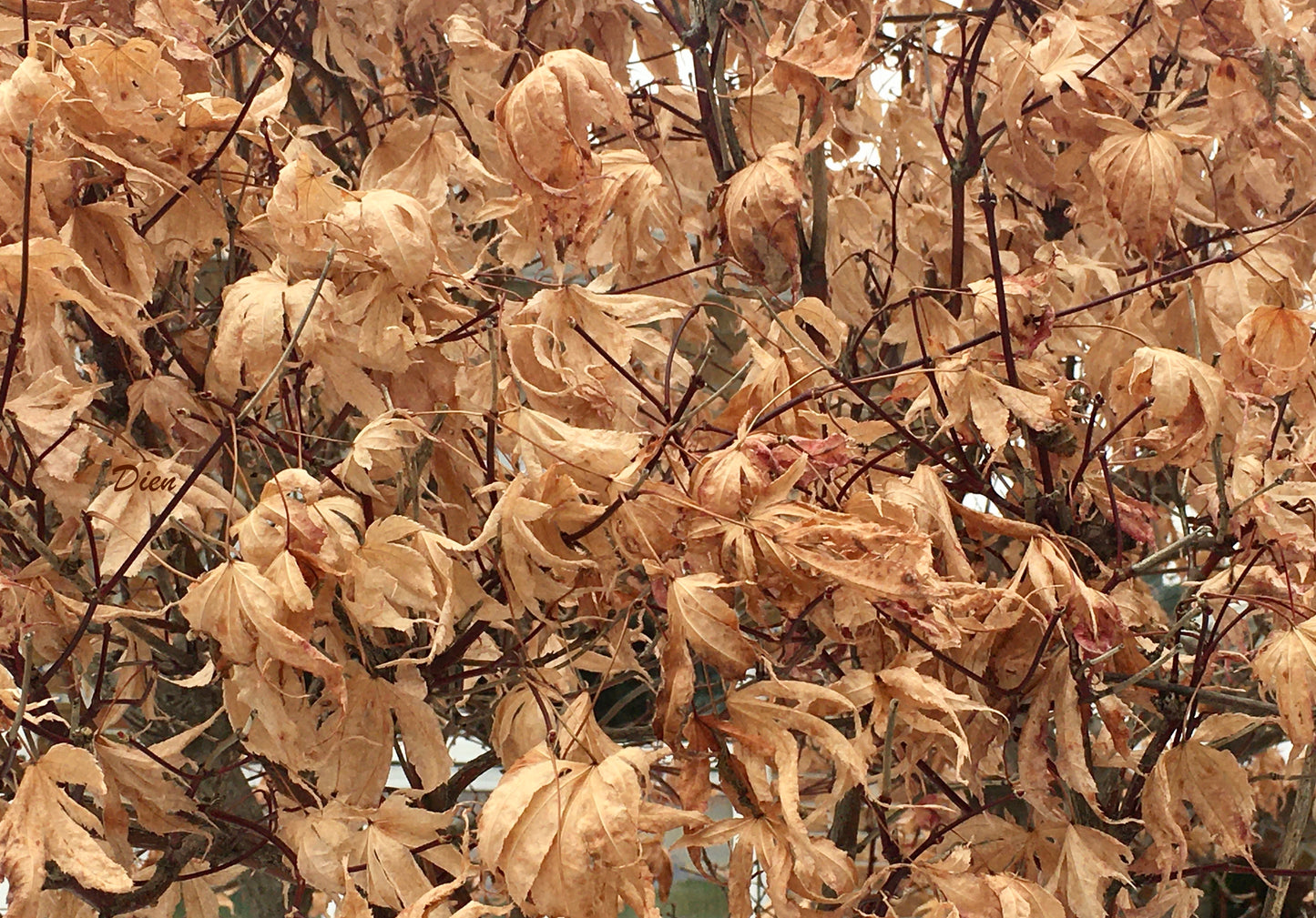 Des feuilles, que des feuilles séchées dans des teintes d'orangé pâle et petites branches rougeâtres