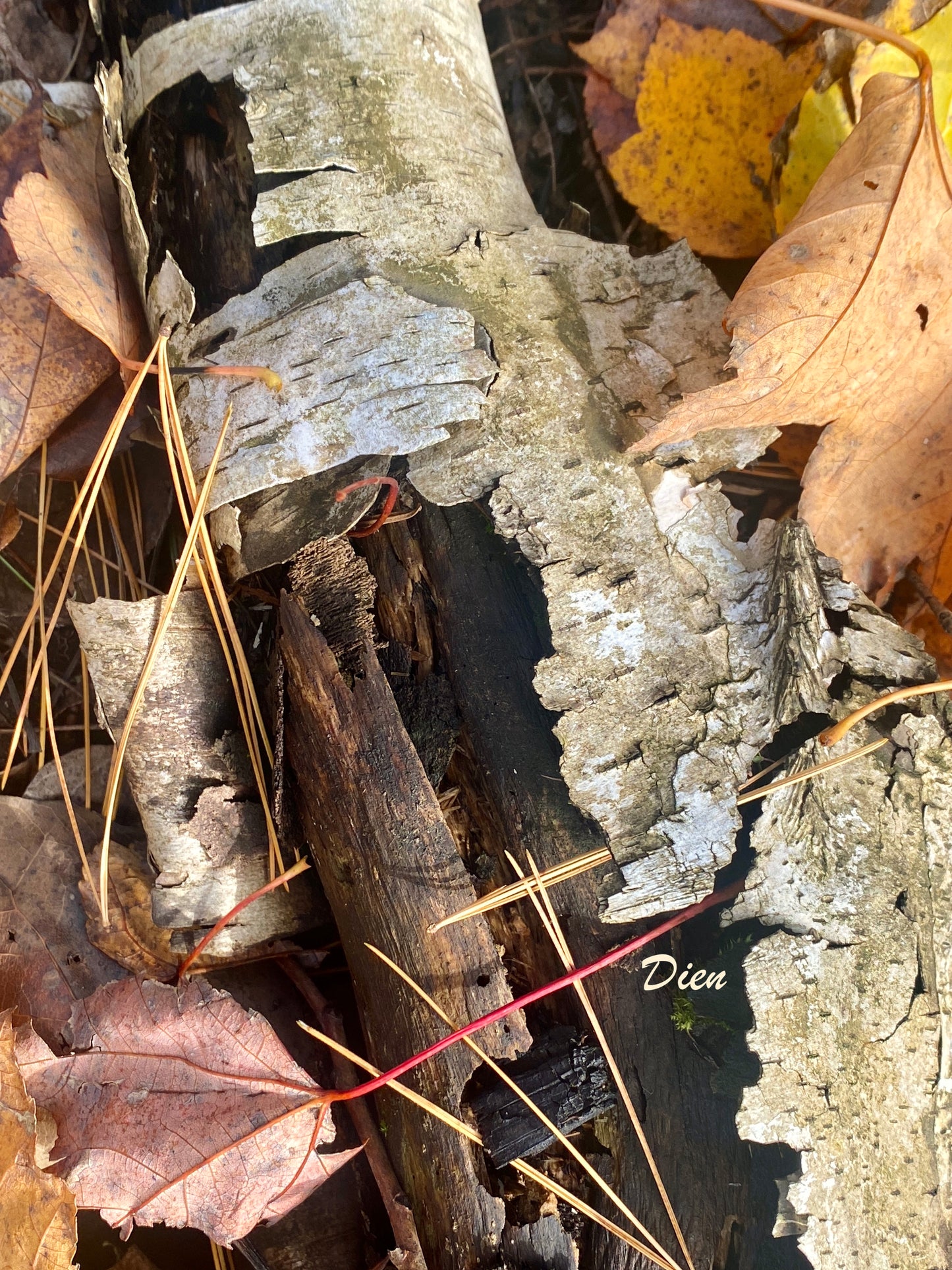 Photos bois et écorce en automne